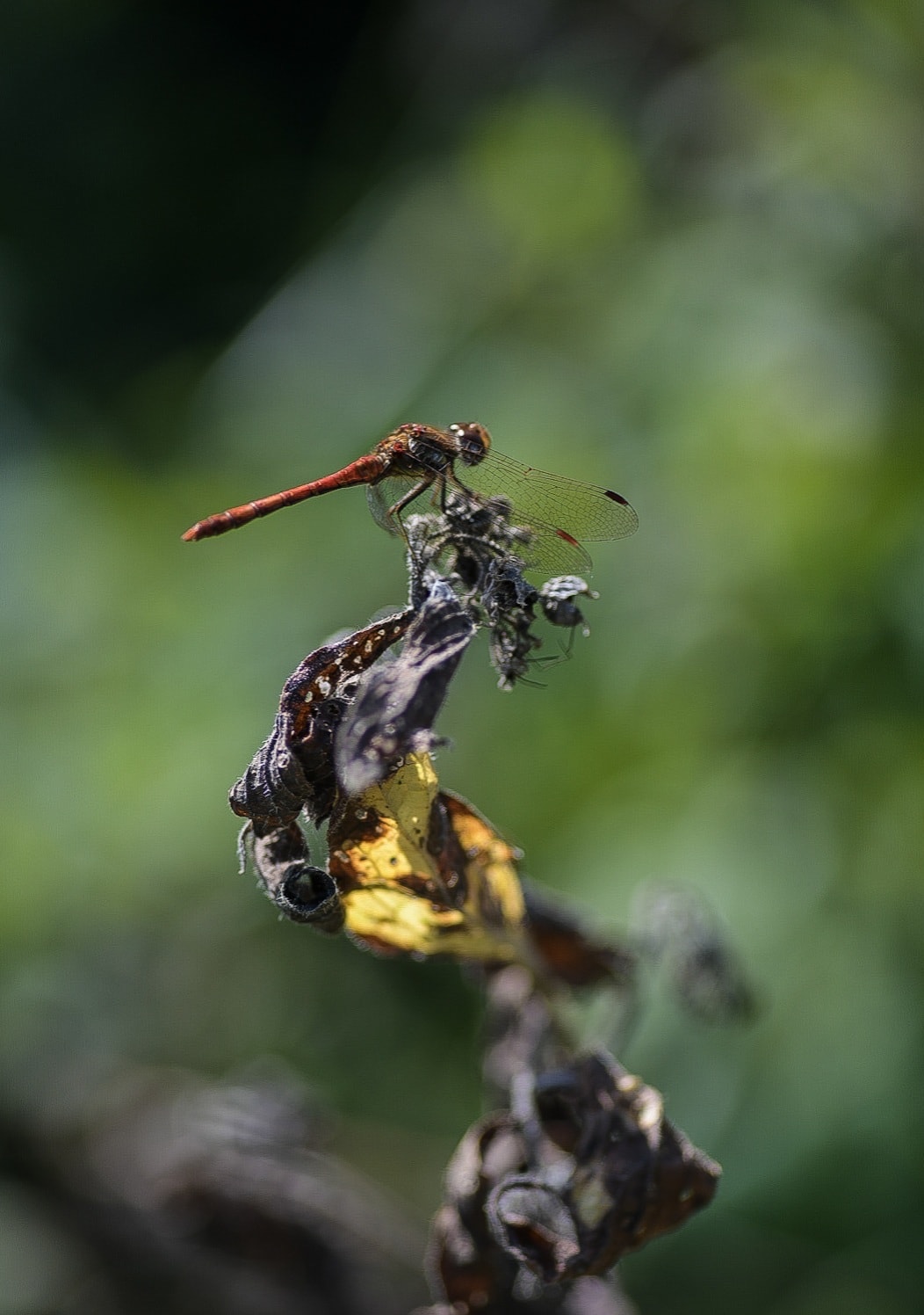 Common Darter